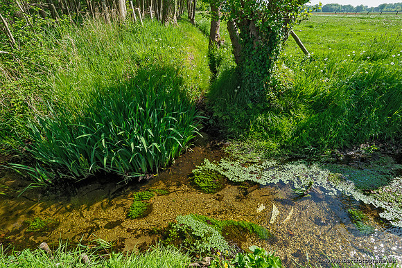 Hierdense beek 080520-065