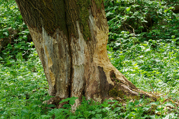 Harderbos mei 2020 Bart Fotografie-002