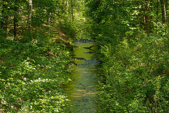 Waterloopbos 190520, Bart Fotografie-008