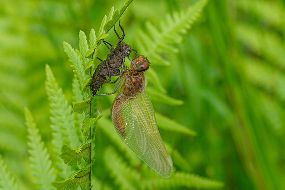 Waterloopbos 190520, Bart Fotografie-009