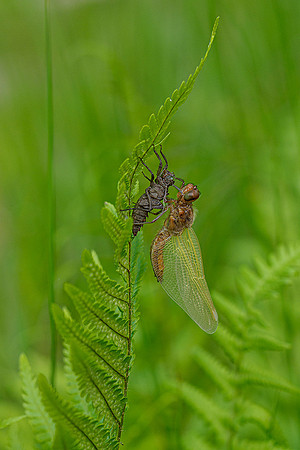 Waterloopbos 190520, Bart Fotografie-010