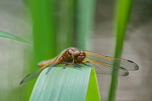 Waterloopbos 190520, Bart Fotografie-040