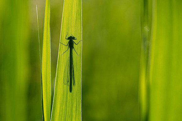 Waterloopbos 190520, Bart Fotografie-067