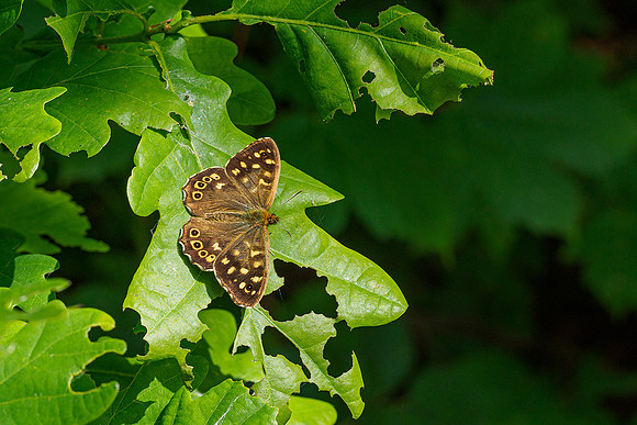 Waterloopbos 190520, Bart Fotografie-072