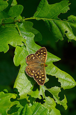 Waterloopbos 190520, Bart Fotografie-073
