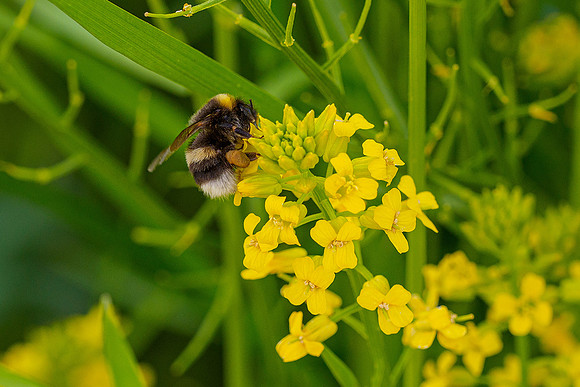 Waterloopbos 190520, Bart Fotografie-079