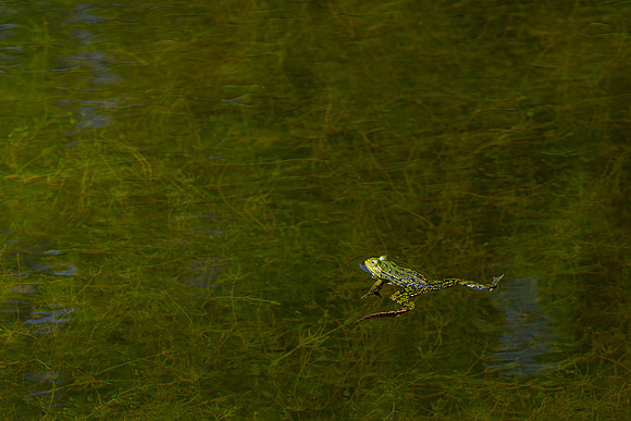 Waterloopbos 190520, Bart Fotografie-083
