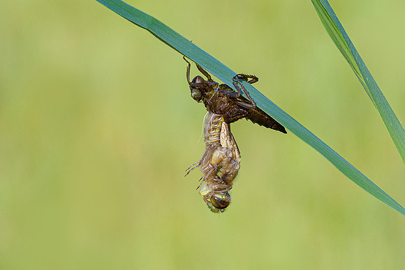 De Wieden 260520-002