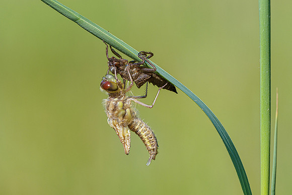De Wieden 260520-003