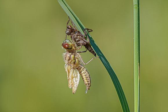 De Wieden 260520-004