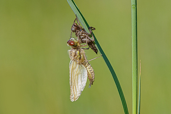 De Wieden 260520-005