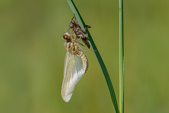 De Wieden 260520-006