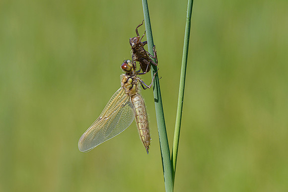 De Wieden 260520-007