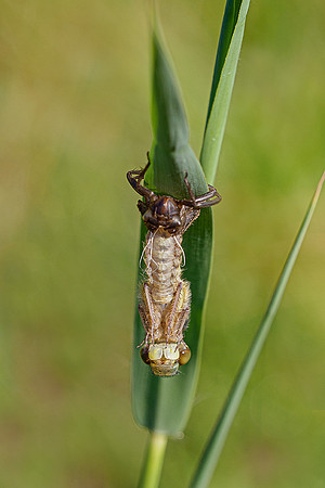 De Wieden 260520-008