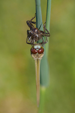 De Wieden 260520-009