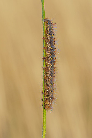 De Wieden 260520-010