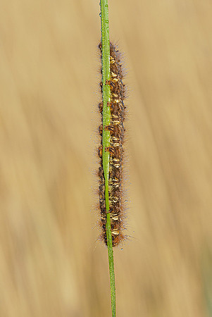 De Wieden 260520-012