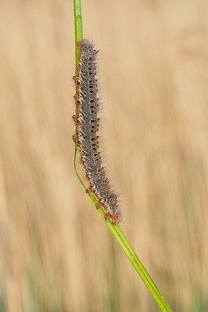 De Wieden 260520-013