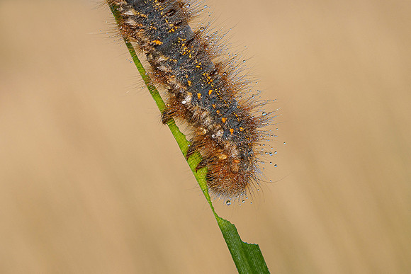 De Wieden 260520-014