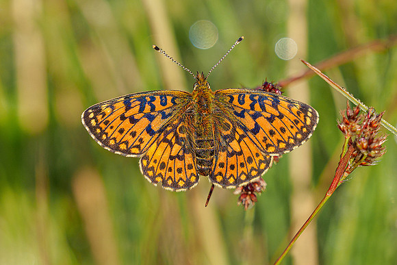 De Wieden 260520-015
