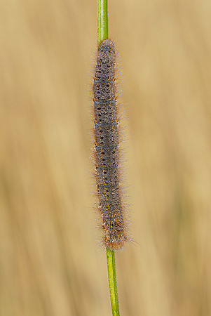 De Wieden 260520-011
