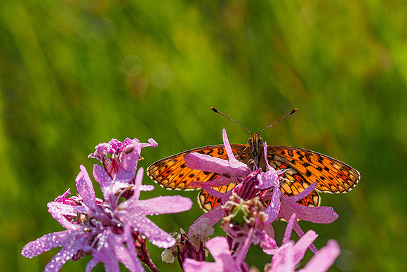 De Wieden 260520-016