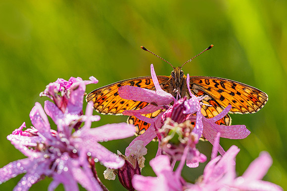 De Wieden 260520-017
