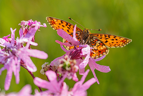 De Wieden 260520-018