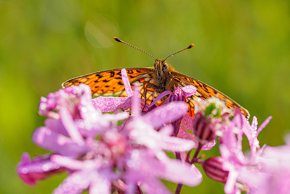 De Wieden 260520-019