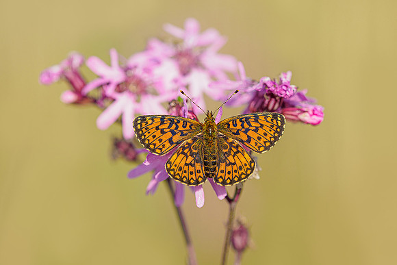 De Wieden 260520-020