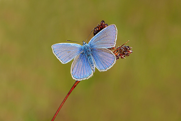 De Wieden 260520-021
