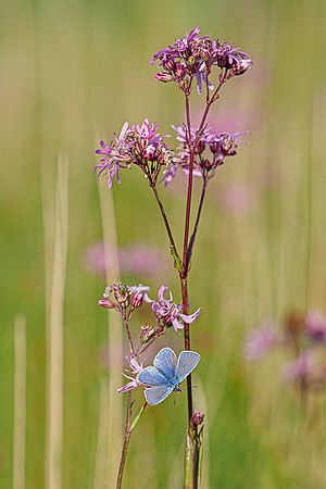 De Wieden 260520-022