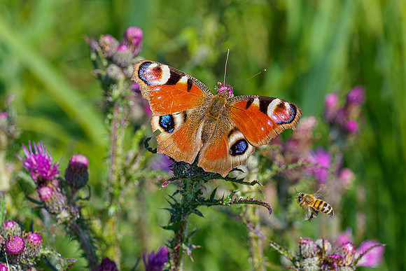 De Wieden 260520-023