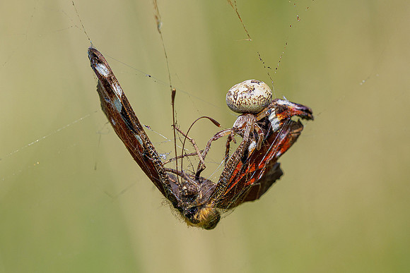De Wieden 260520-024