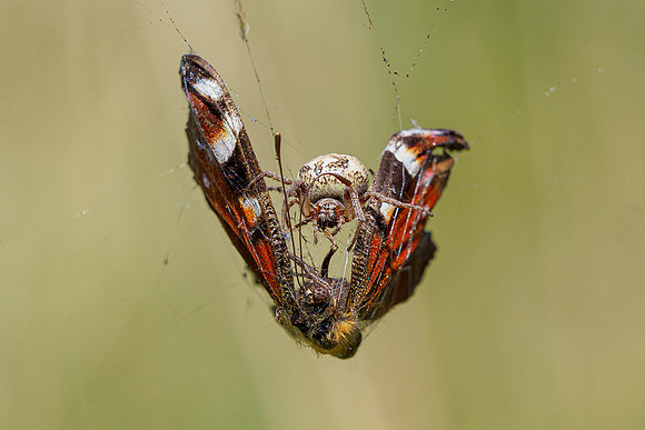 De Wieden 260520-026