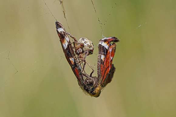 De Wieden 260520-025