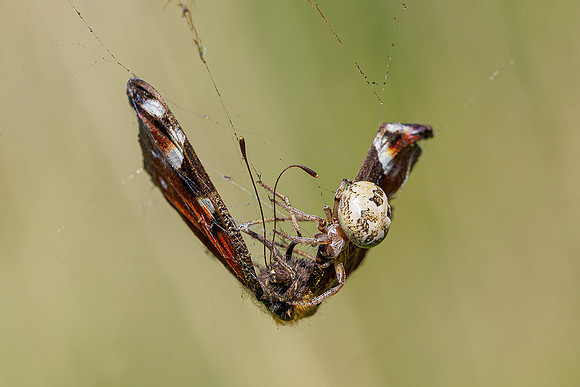 De Wieden 260520-027