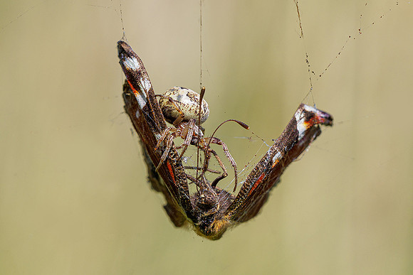 De Wieden 260520-028