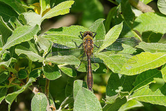 De Wieden 260520-029