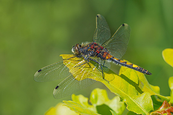 De Wieden 260520-035