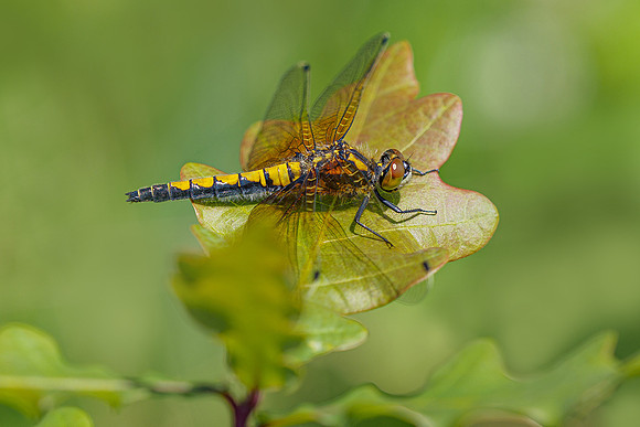De Wieden 260520-036