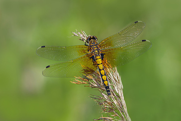 De Wieden 260520-037