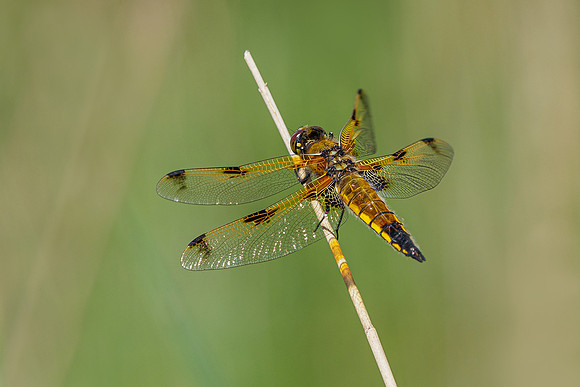 De Wieden 260520-041