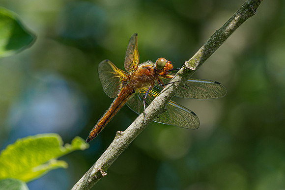 De Wieden 260520-042