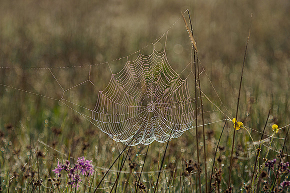 De Wieden 260520-043