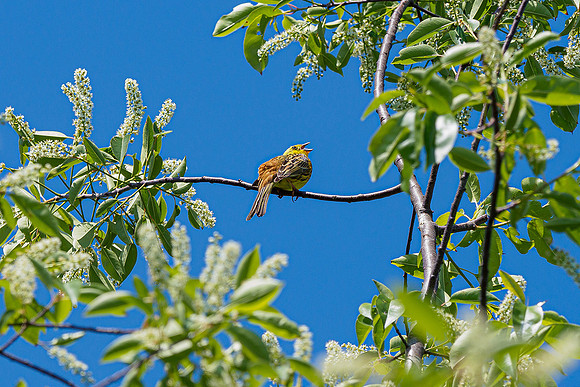 De Wieden 260520-045