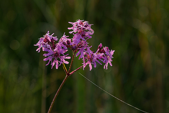 De Wieden 260520-044