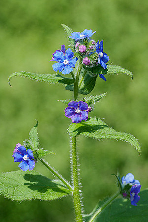 Kortenhoef 250520-012