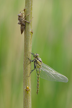 Kortenhoef 250520-036