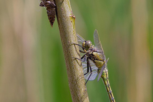 Kortenhoef 250520-038